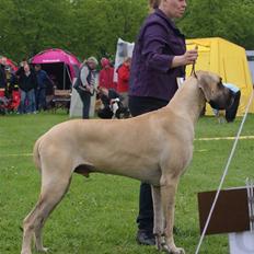 Grand danois Maxidan´s Make my day