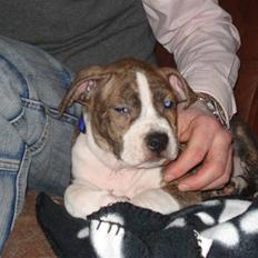 Amerikansk staffordshire terrier bob