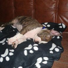 Amerikansk staffordshire terrier bob