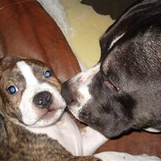 Amerikansk staffordshire terrier bob