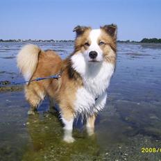 Blanding af racer Victor