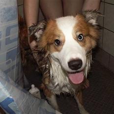 Blanding af racer Victor