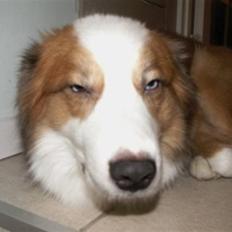 Blanding af racer Victor