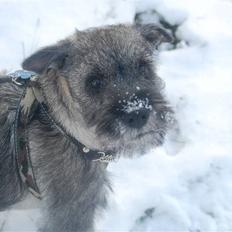 Mellemschnauzer Gandalf den Grå