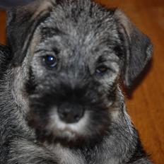 Mellemschnauzer Gandalf den Grå