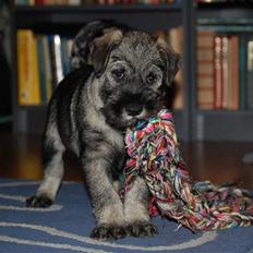 Mellemschnauzer Gandalf den Grå