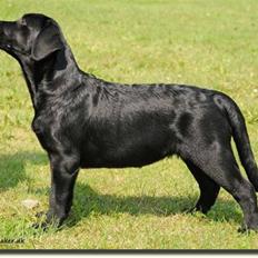 Labrador retriever Lab tasso Cle'o