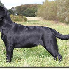 Labrador retriever Lab tasso Cle'o
