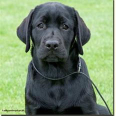 Labrador retriever Lab tasso Cle'o