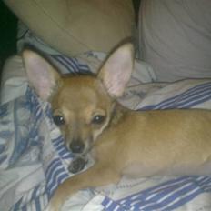 Chihuahua Emma