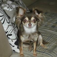 Chihuahua Cleo ( SNS PIA NYBYS CLEO