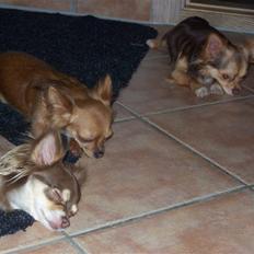 Chihuahua Cleo ( SNS PIA NYBYS CLEO