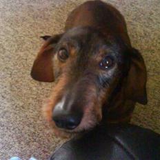 Gravhund Carlo R.I.P