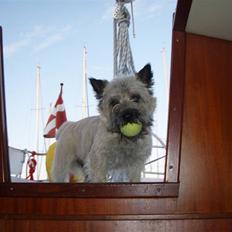Cairn terrier Max