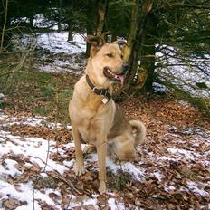 Blanding af racer Sascha