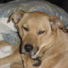 Blanding af racer Sascha