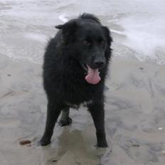 Blanding af racer Yoda