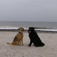 Blanding af racer Yoda