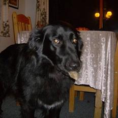 Blanding af racer Yoda