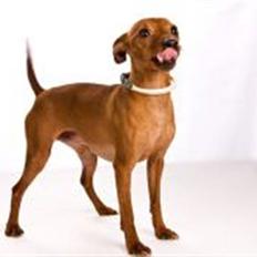 Dvaergpinscher Goofy - Himmelhund
