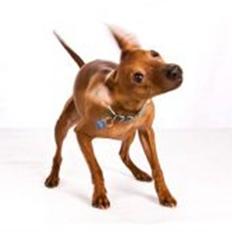 Dvaergpinscher Goofy - Himmelhund