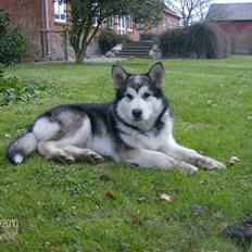 Alaskan malamute Eva Død 7/7-2010