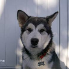 Alaskan malamute Eva Død 7/7-2010