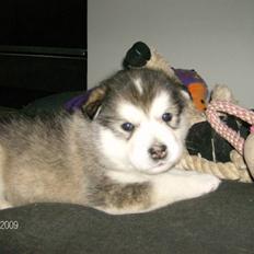 Alaskan malamute Eva Død 7/7-2010