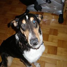 Collie korthåret Dollar