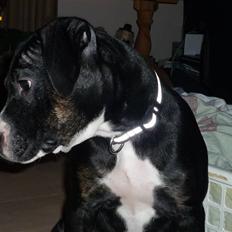 Amerikansk staffordshire terrier Carla