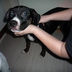 Amerikansk staffordshire terrier Carla