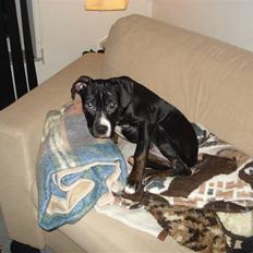 Amerikansk staffordshire terrier Carla