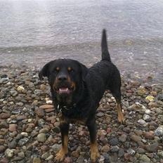 Rottweiler Jacko