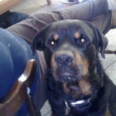 Rottweiler Jacko