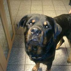 Rottweiler Jacko