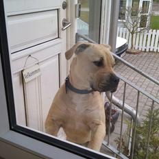 Amerikansk staffordshire terrier Teesha (R.I.P)