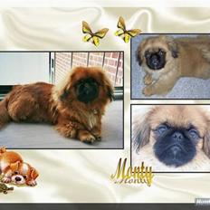Pekingeser Monty