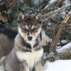 Siberian husky Luna