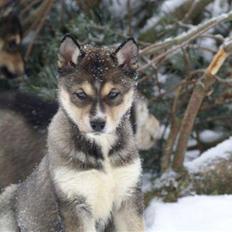 Siberian husky Luna 