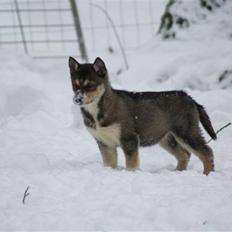 Siberian husky Luna 