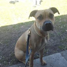 Amerikansk staffordshire terrier Kicha