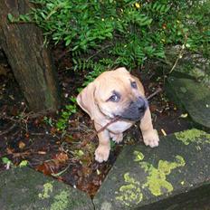 Amerikansk staffordshire terrier Kicha