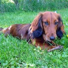 Dværggravhund Victor (Solgt)