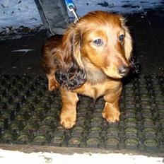 Dværggravhund Victor (Solgt)