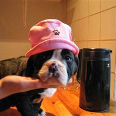 Olde english bulldogge Yatzy