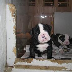 Olde english bulldogge Yatzy