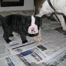 Olde english bulldogge Yatzy