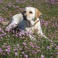 Labrador retriever Frida