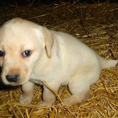 Labrador retriever Frida