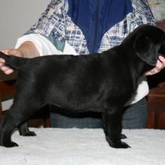 Labrador retriever Aiyo